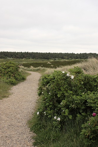 Sylt (North Sea)
dune path, rose bushes
Naturschutz, Tourismus, Flora - Dünen-/Strandvegetation, Insel, Küstenschutz, Geographie - Gemäßigt
Susanna Knotz